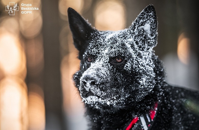 Denver z Beskidów – pies doskonały