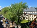 Przy 1 Maja ścinają kolejne drzewa
