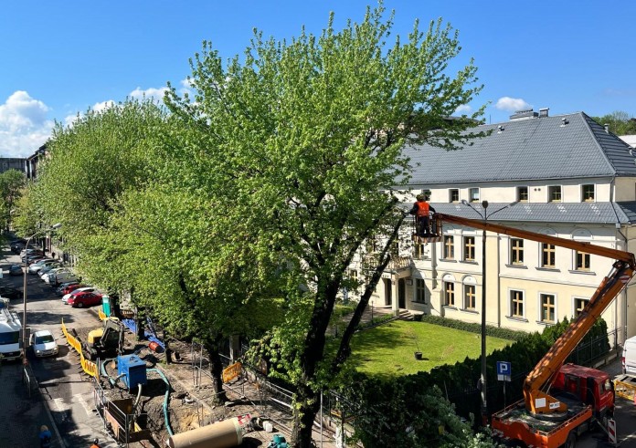 Przy 1 Maja ścinają kolejne drzewa