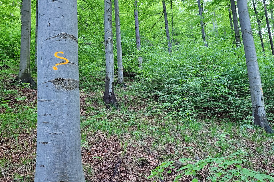 Zwykły las czy starolas?