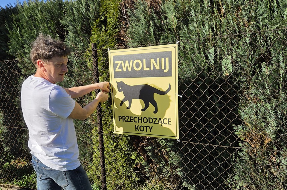 Uwaga! Koty są wszędzie