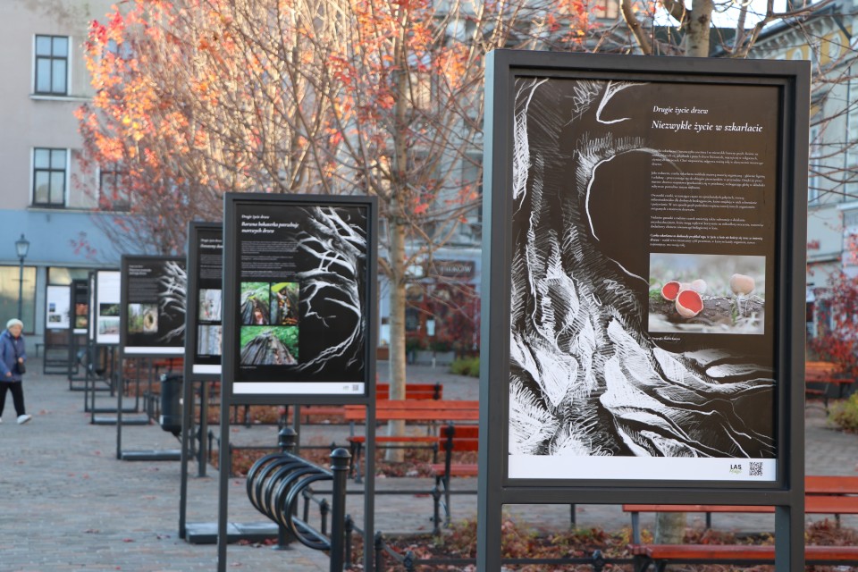 MARTWE DRZEWO ŻYJE I DAJE ŻYCIE !