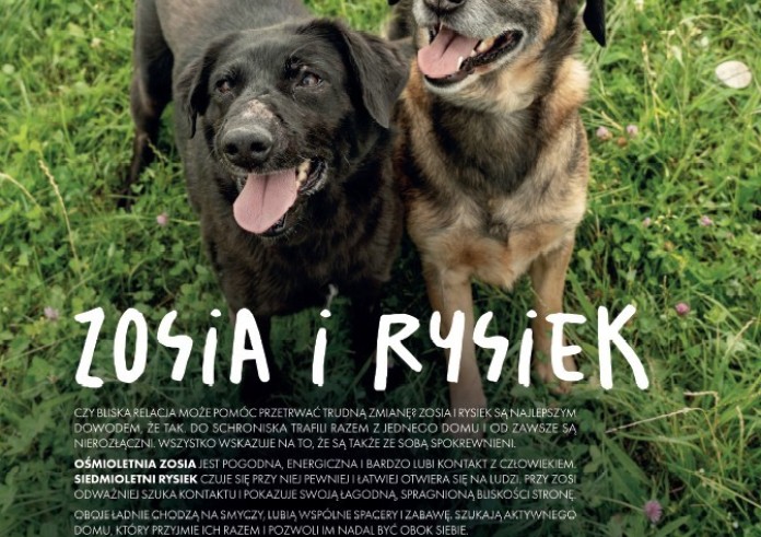 Pupilovy Stok: bielskie psy i koty opowiadają swoje historie w Sarnim Stoku
