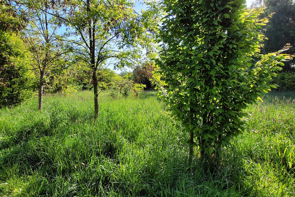 Nasadzenia kompensacyjne… do wycinki