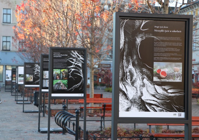 MARTWE DRZEWO ŻYJE I DAJE ŻYCIE !