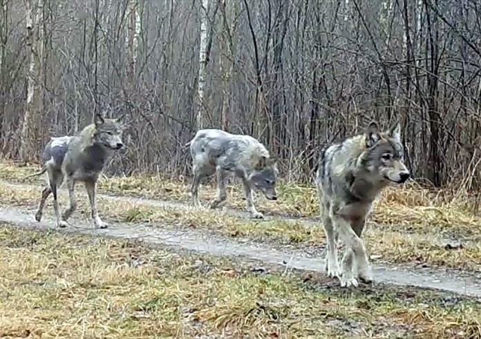 Nie widzieli chorych zwierząt, ale warto być ostrożnym