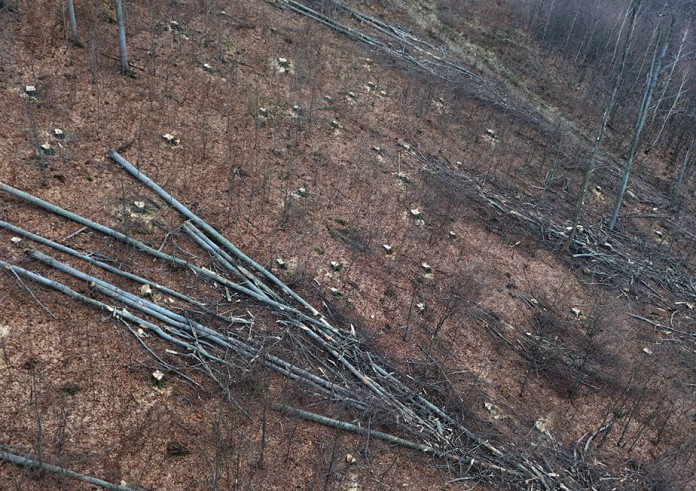 Ochrona starolasów siekierą
