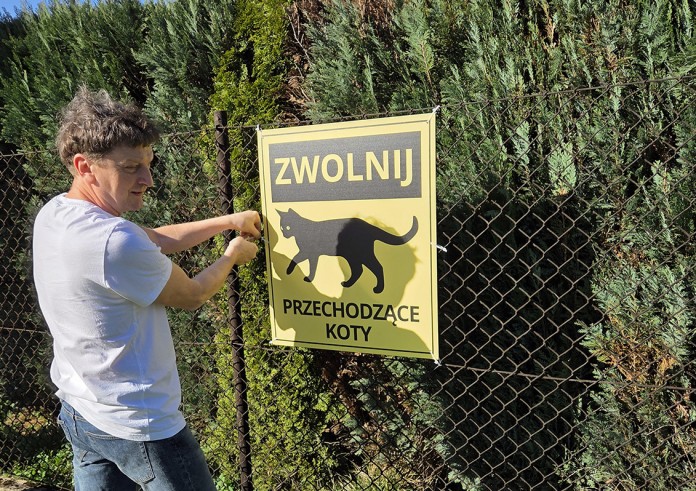 Uwaga! Koty są wszędzie