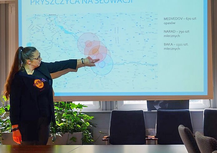 Bielskie świnie zagrożone